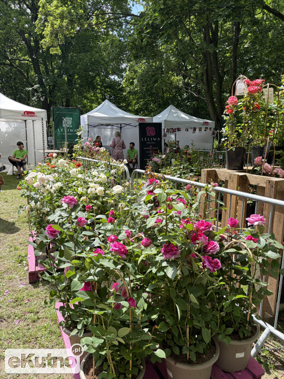 Piknik Różany 2026