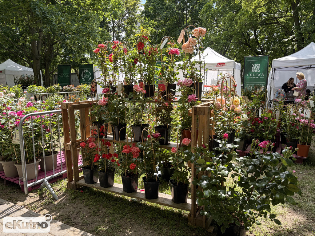 Piknik Różany 2026
