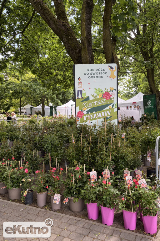 Piknik Różany 2026