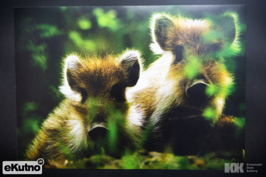 Natura - dwa spojrzenia. Wernisaż