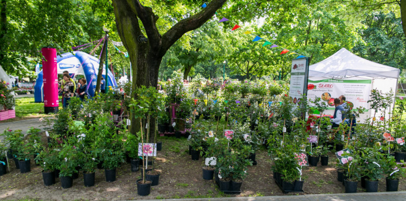 Moc atrakcji na Pikniku wśród róż. Jutro powtórka!