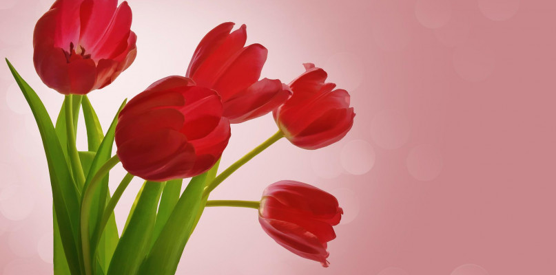 flowers-gd76e851cb_1920