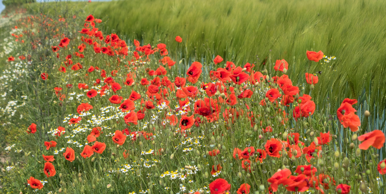 13 nowych sołtysów w gminie Kutno. Wyniki Wyborów
