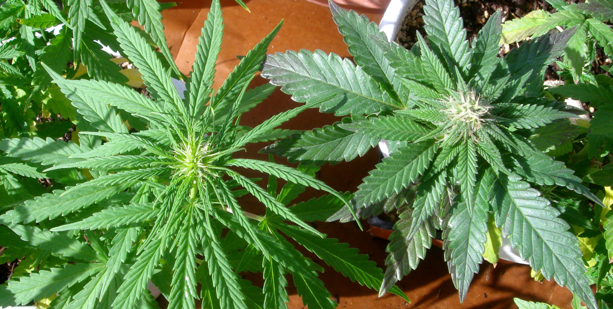 Sativa kontra Indica - o co tu chodzi? 