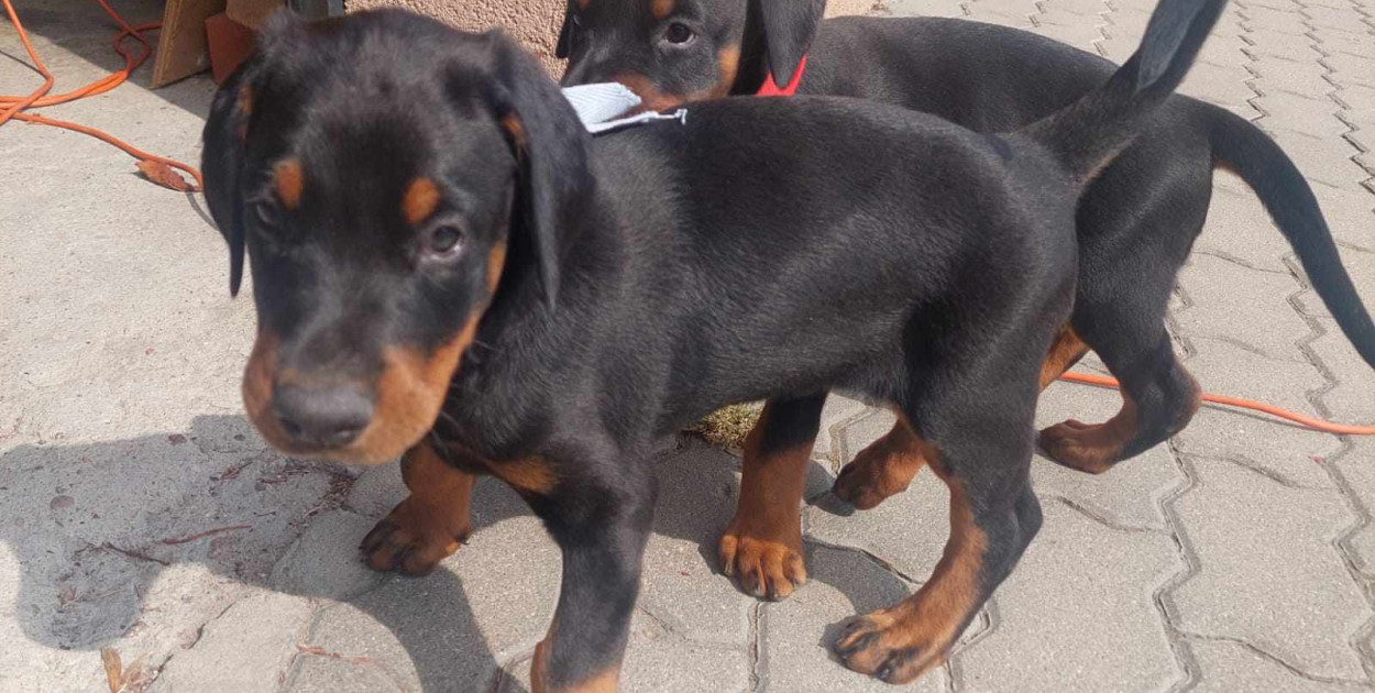 Młody Doberman szuka dobrego domu