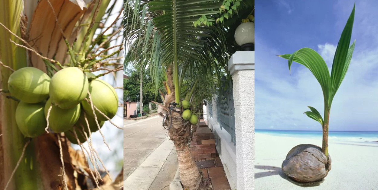 Ananas, mandarynka i inne ciekawe rośliny owocowe, które możesz trzymać w domu