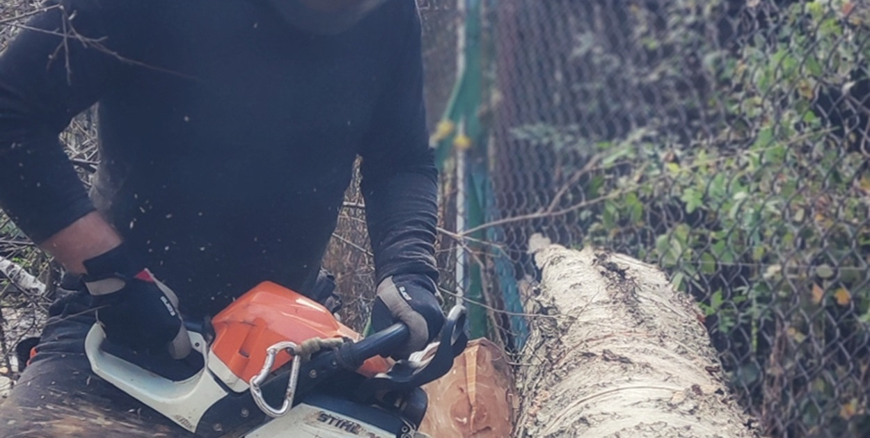 Od czego zależy oraz ile kosztuje wycinka drzewa?