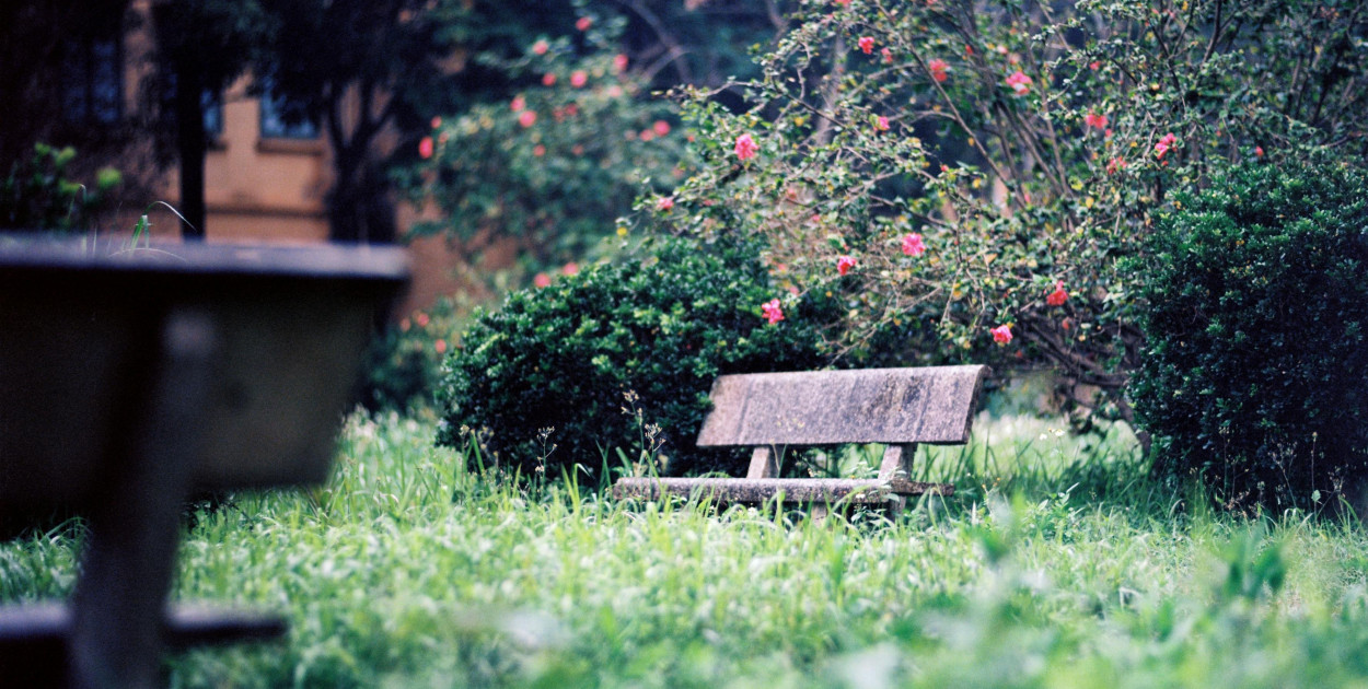 Zdjęcie dodane przez Q. Hưng Phạm: https://www.pexels.com/pl-pl/zdjecie/lawka-natura-kwiaty-trawa-20782597/