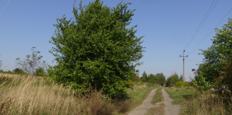 fot. Marek Gołębiewski