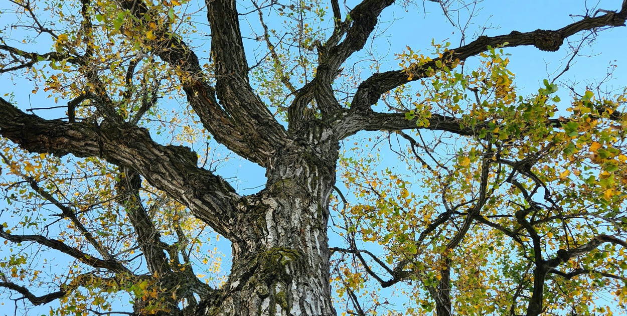 Zdjęcie dodane przez Sonia-Rose Lyle: https://www.pexels.com/pl-pl/zdjecie/natura-pien-zaklad-liscie-18789555/