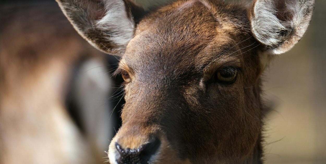 Zdjęcie dodane przez Nicky Pe: https://www.pexels.com/pl-pl/zdjecie/zwierze-dzika-przyroda-ssak-fotografia-zwierzecia-7229817/