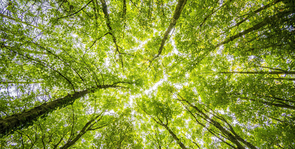  Wydział Rolnictwa, Leśnictwa i Ochrony Środowiska w przysłowiowym lesie? fot: Felix Mittermeier: https://www.pexels.com/pl-pl/zdjecie/worms-eyeview-zielonych-drzew-957024/