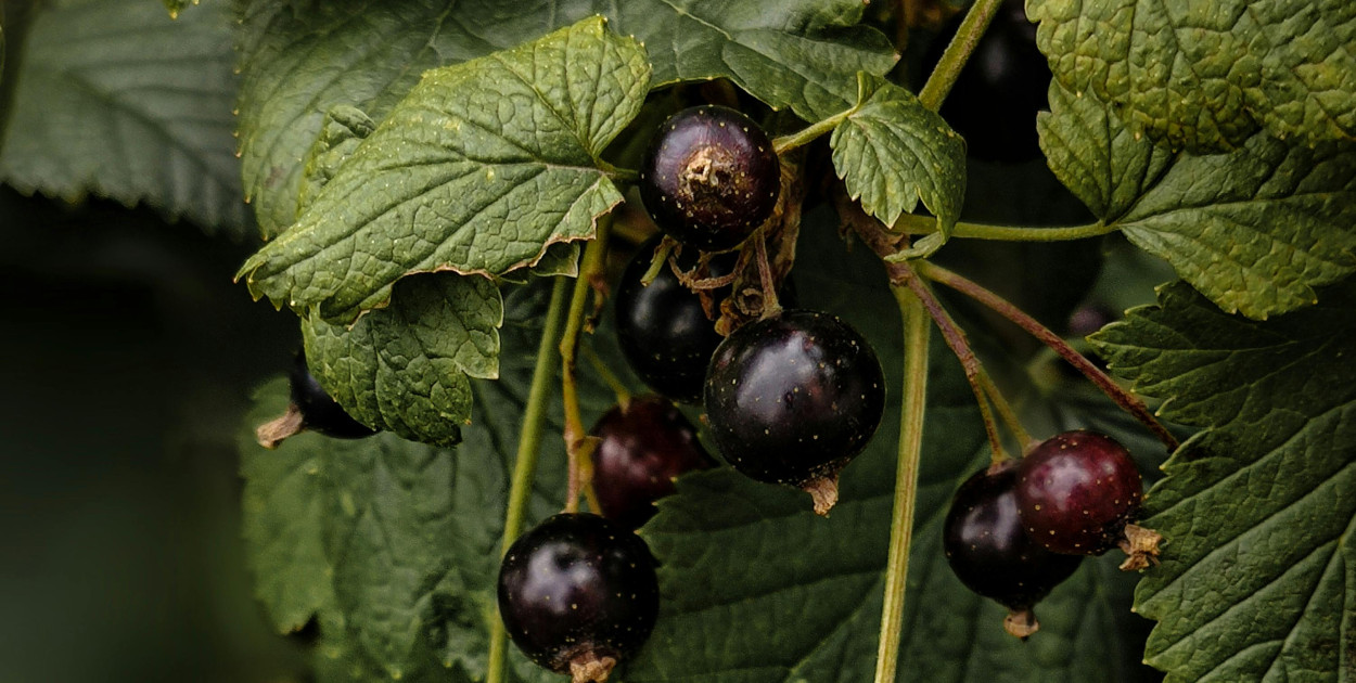 Zdjęcie dodane przez Oksana Kushnir : https://www.pexels.com/pl-pl/zdjecie/natura-lato-krzak-ogrod-17234121/