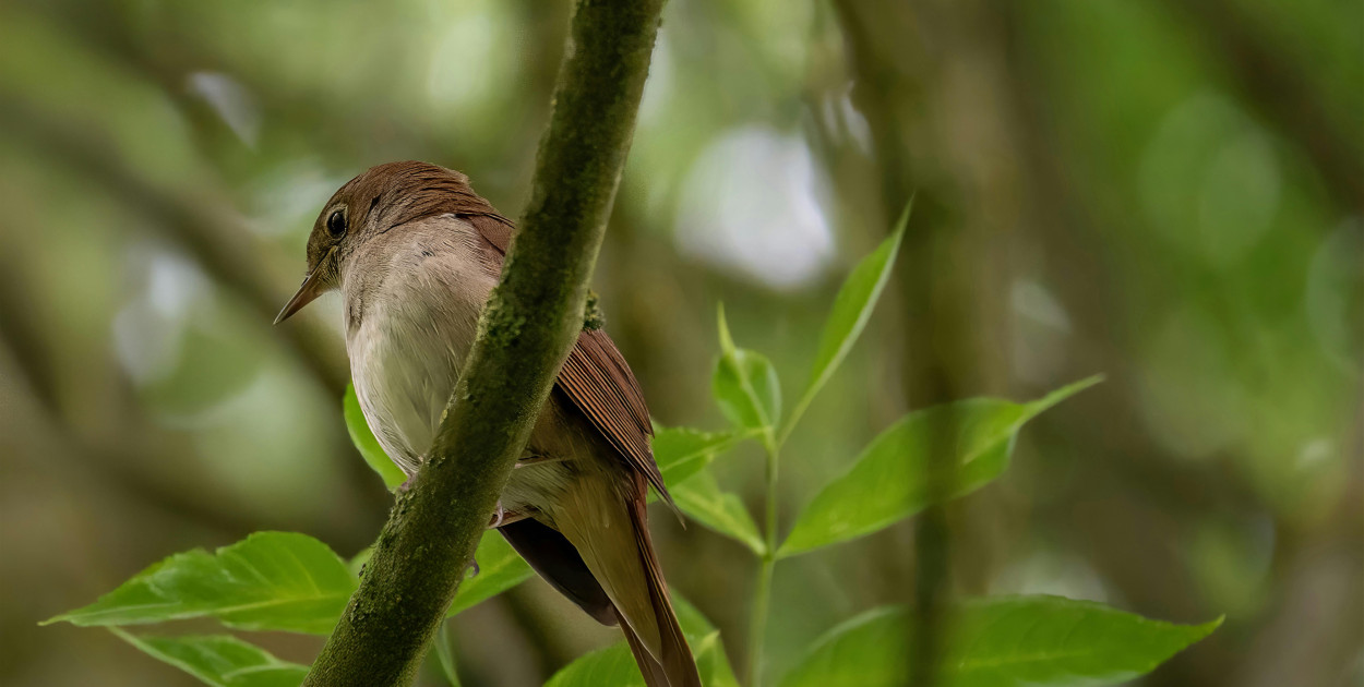 Słowik Zdjęcie dodane przez Gundula Vogel: https://www.pexels.com/pl-pl/zdjecie/slowik-na-galezi-drzewa-w-wiosennym-lesie-32404708/