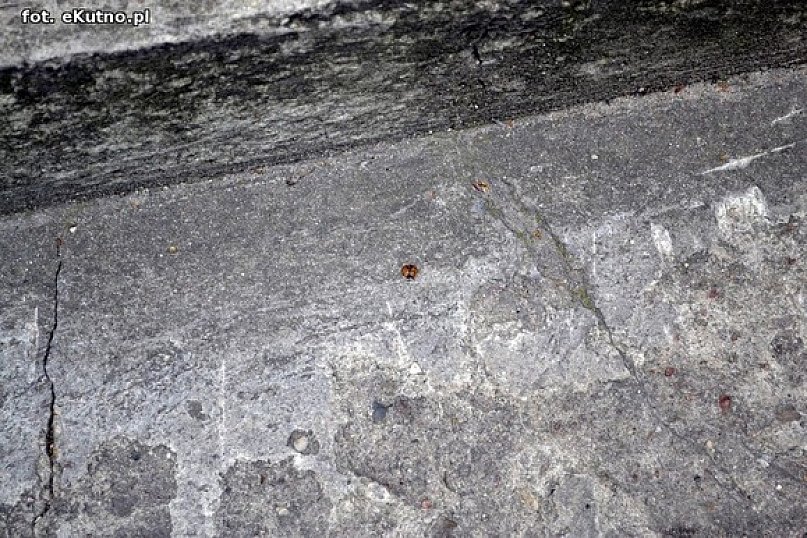 Inwazja biedronek w Kutnie