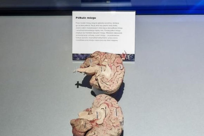 Wystawa BODY WORLDS &amp; The Cycle of Life. Wybierz się podczas majówki