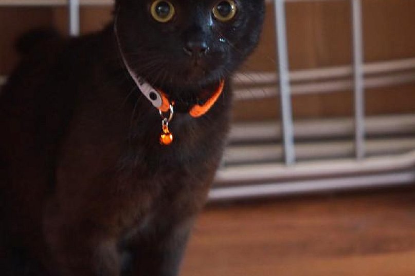 Potrzebujesz radości? Pan Kotek do adopcji