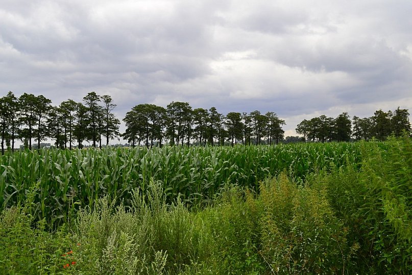 Lew Kutnowski Kandydaci 2