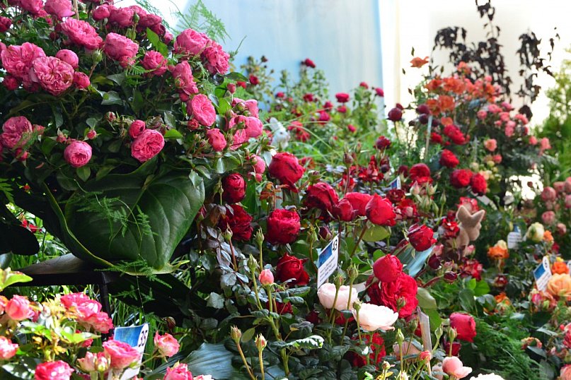 Róże hodowców i wyobraźnia florystów