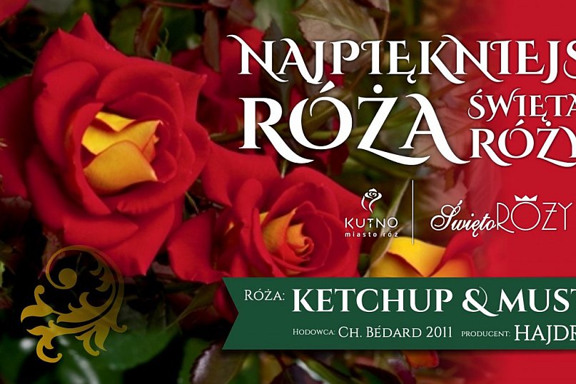 KETCHUP &amp; MUSTARD! najpiękniejszą różą