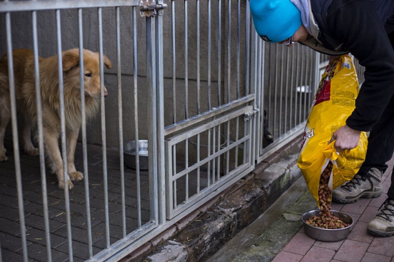 Mam serce dla psów i kotów