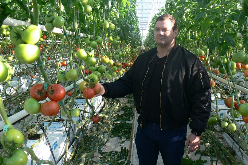 Pomidory od Kuciapskich z Leszczynka