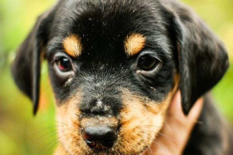 Przygarnij słodziaki z Żychlina