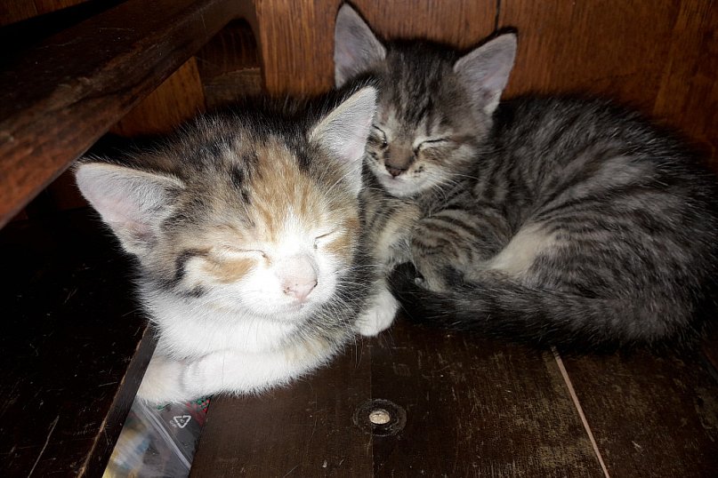 Życie bez kota to głupota. Bierz nas!