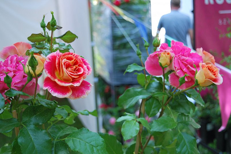 Kiermasz Różności