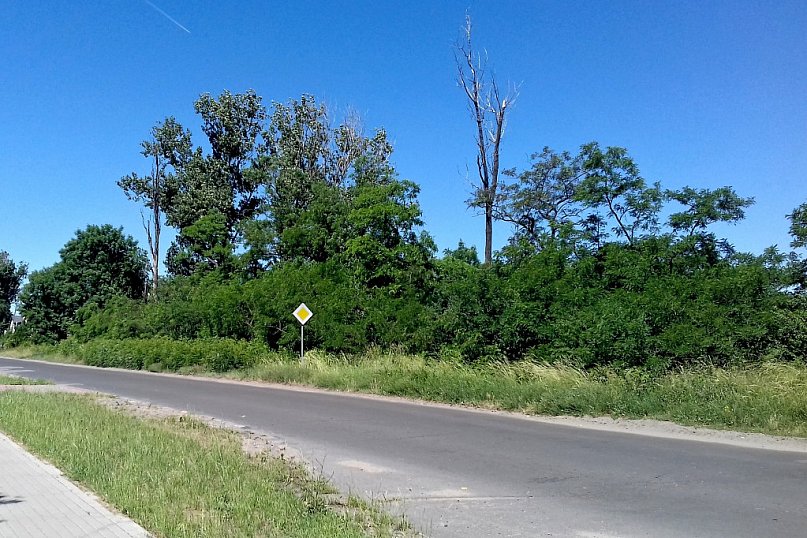 Chaszcze na peryferiach Kutna