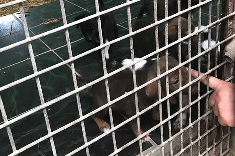 Kontrola w schronisku