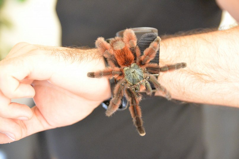 Zobacz egzotyczne pająki