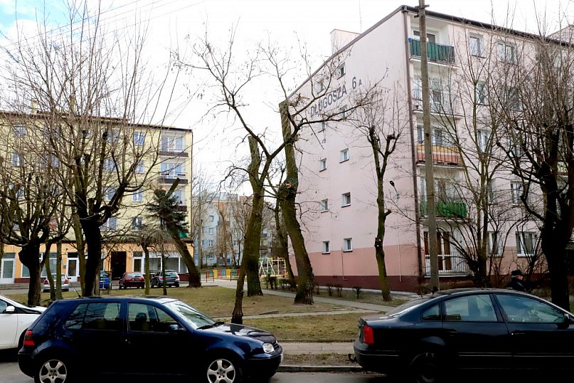 Przycinanie drzew po kutnowsku