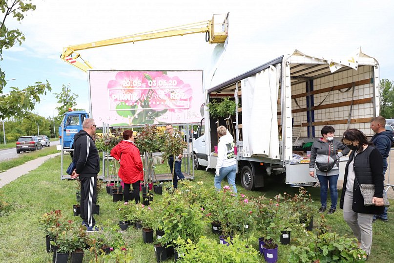 Hodowcy róż w maju w Kutnie