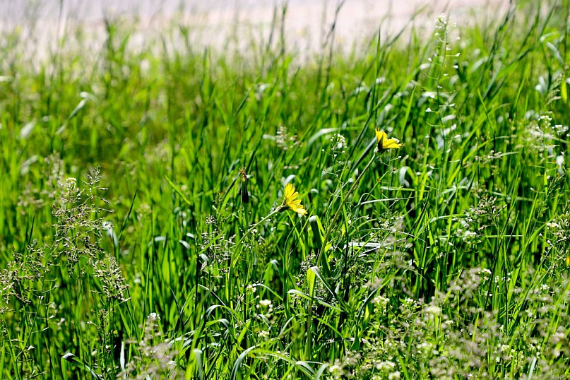 Oaza zieleni w Kutnie