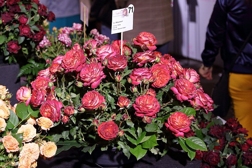 46. Ogólnopolska Wystawa Róż