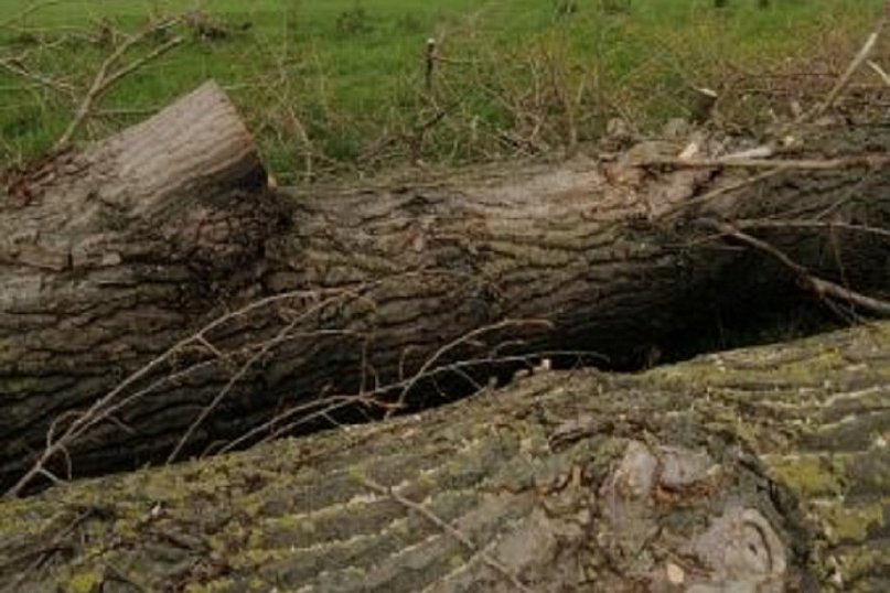 Wielka wycinka drzew