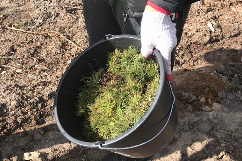 Sadzimy zielonym do góry