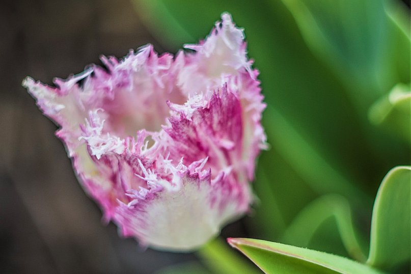 Tulipany w Magicznych Ogrodach