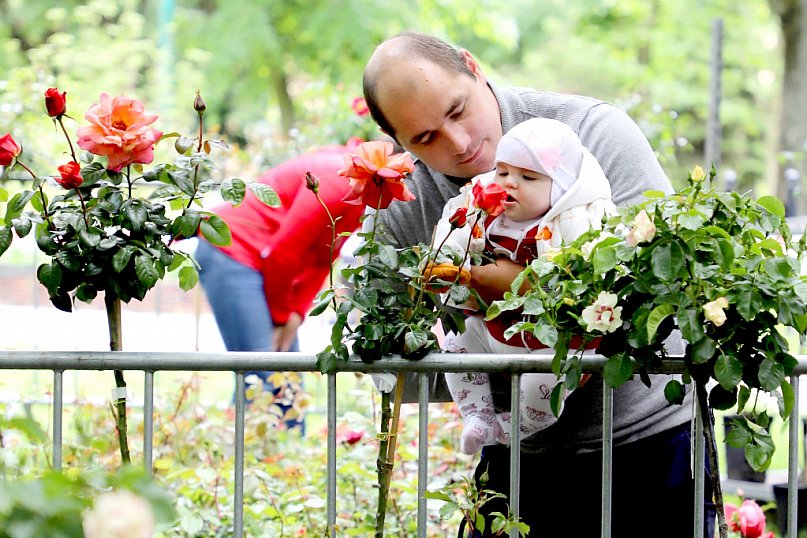 Piknik wśród róż