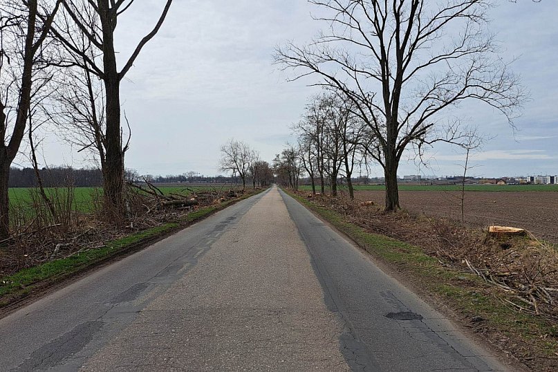 Wycinka drzew w powiecie