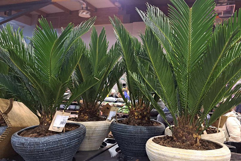 Festiwal Roślin w Kutnie