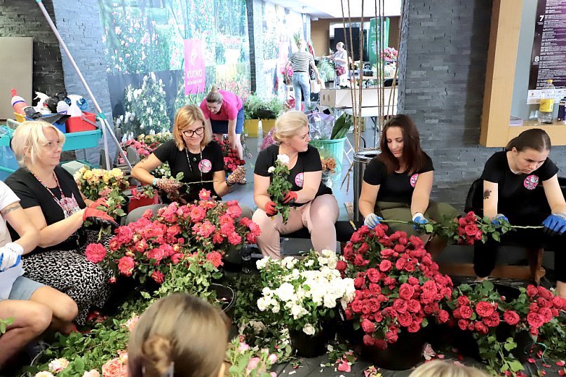 50. Święto Róży rusza tuż, tuż!