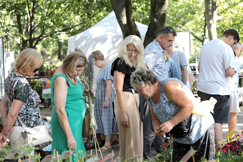 Co dzieje się w Kutnie podczas 50. Święta Róży?