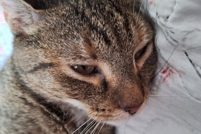 Chałka szuka człowieka