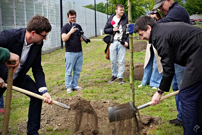 Powstała aleja platanów