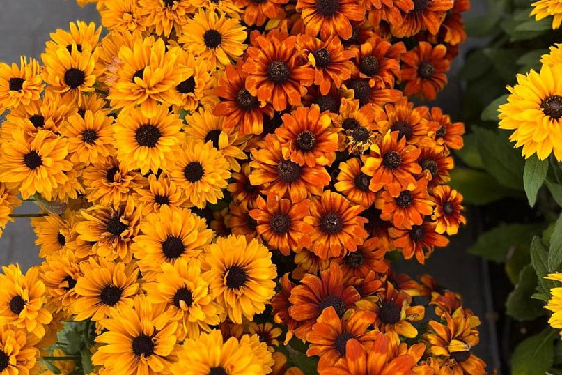 Centrum Polna Strzelce zaprasza