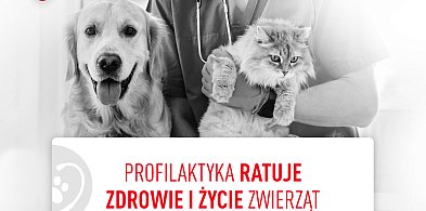 Łódzkie - Czas na BADANIE psów i kotów-68411