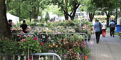 Rodzinny piknik w parku pełnym róż -68590