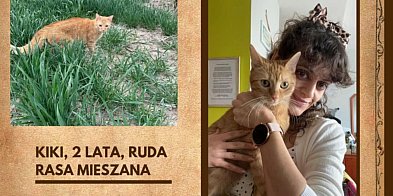 UWAGA! Zaginęła prześliczna kotka Kiki. Ostatnio widziana w Modelu-69821